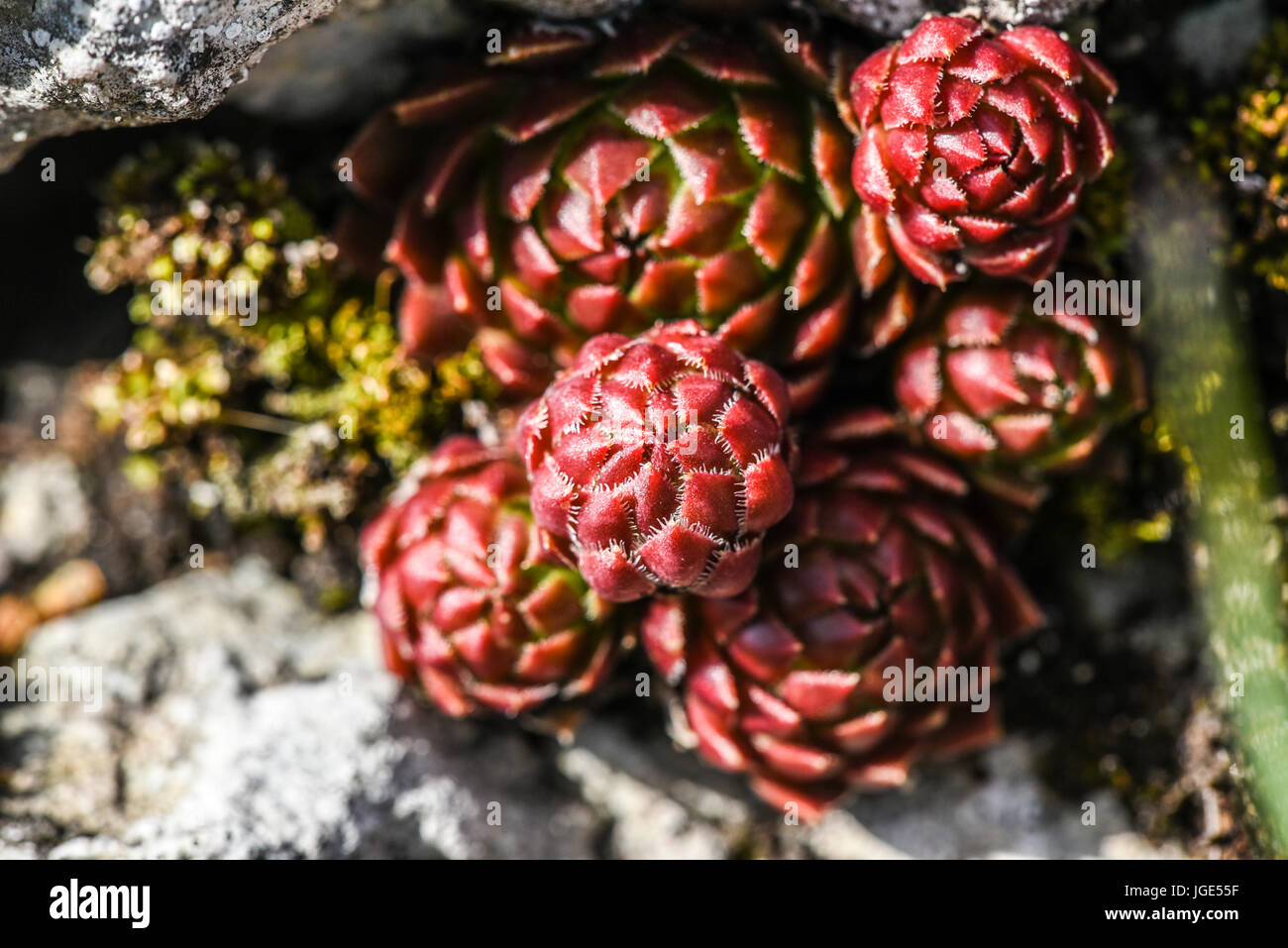 Jovibarba globifera colored blooming in a garden in Poland,spring time. Stock Photo