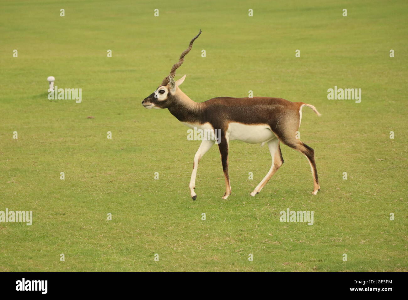 One-Horned Reindeer Stock Photo