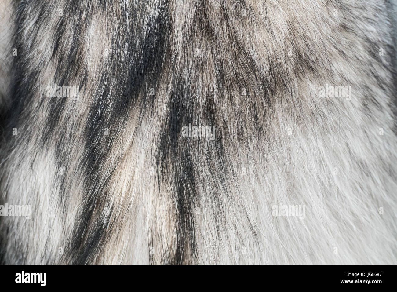 Wolf fur. Fur of wolf close up texture. Stock Photo