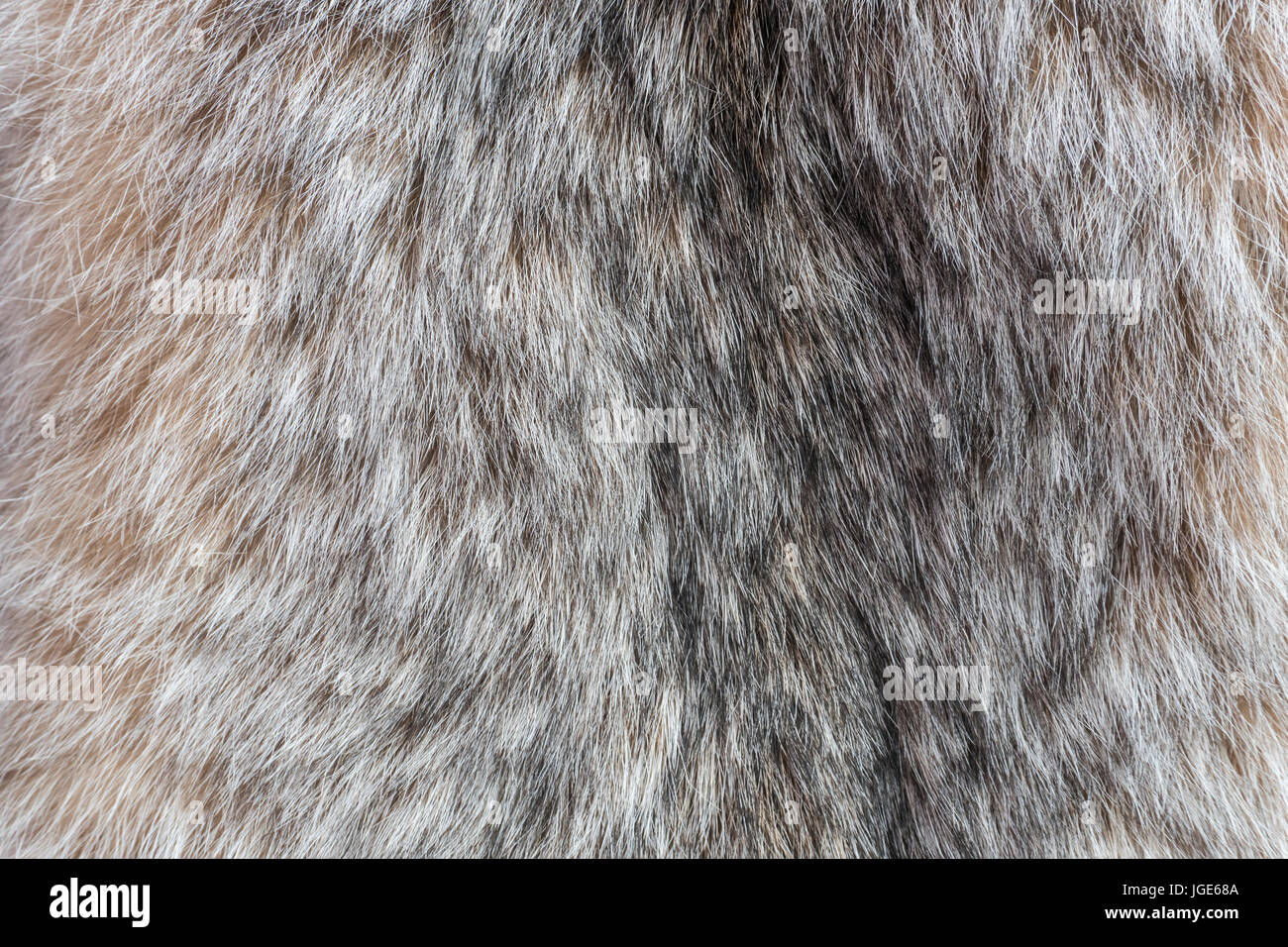 Canada Lynx fur. Fur of lynx close up texture. Stock Photo