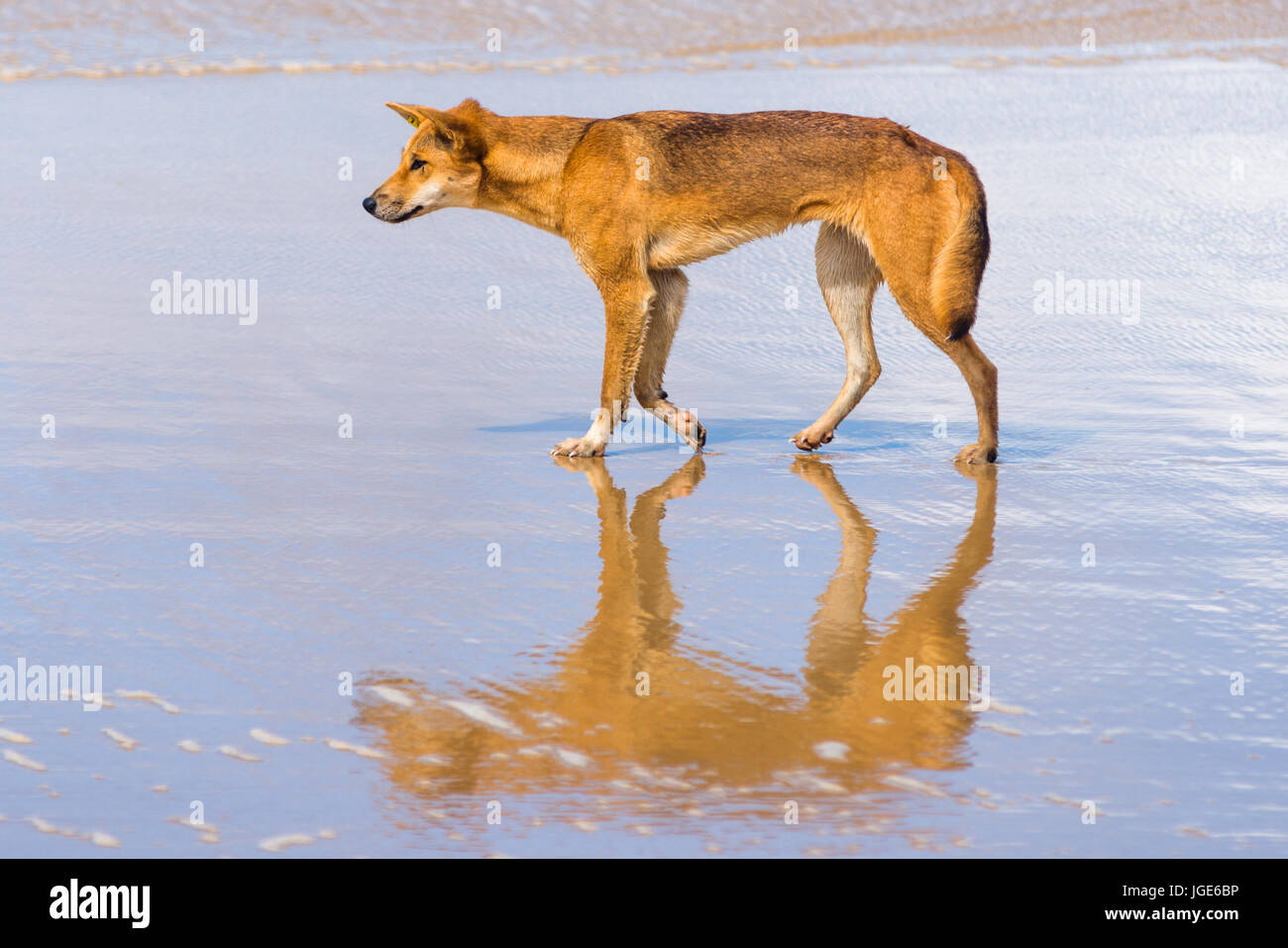 Dingo on 75 mile mile beach, Fraser Island, Queensland, Australia Stock Photo