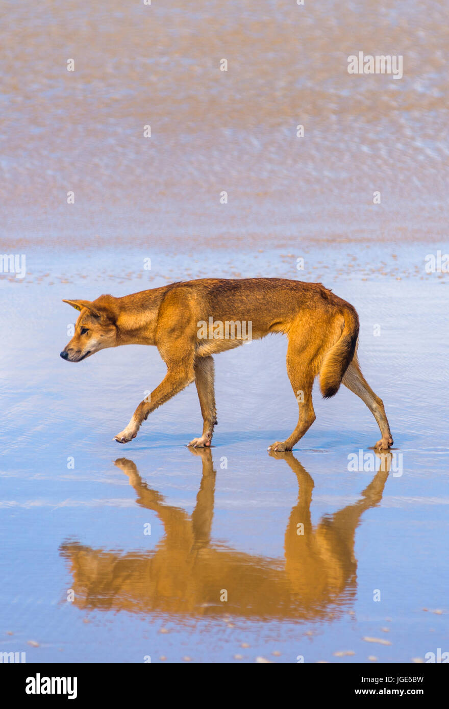 Dingo on 75 mile beach, Fraser Island, Queensland, Australia Stock