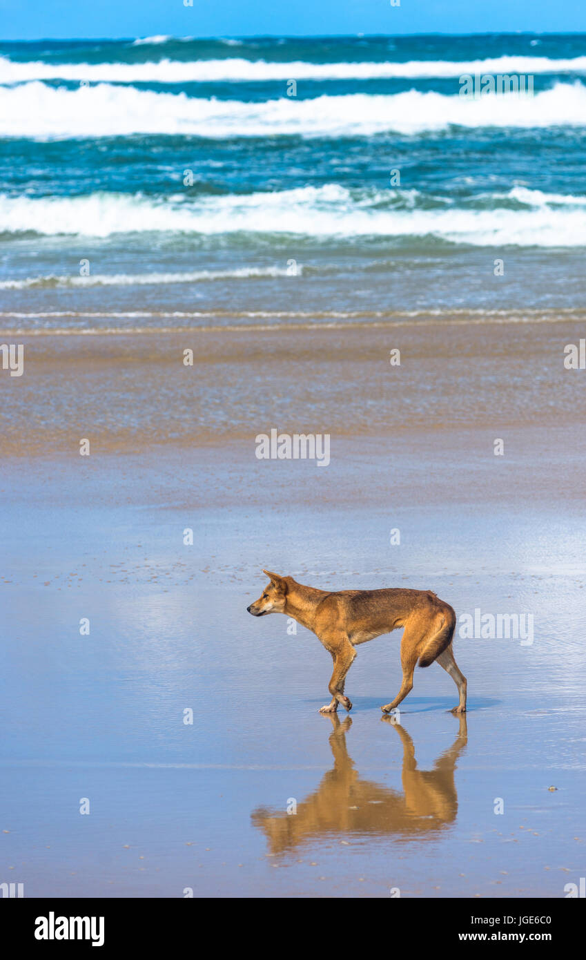 Dingo on seventy five mile beach, Fraser Island, Queensland, Australia Stock Photo
