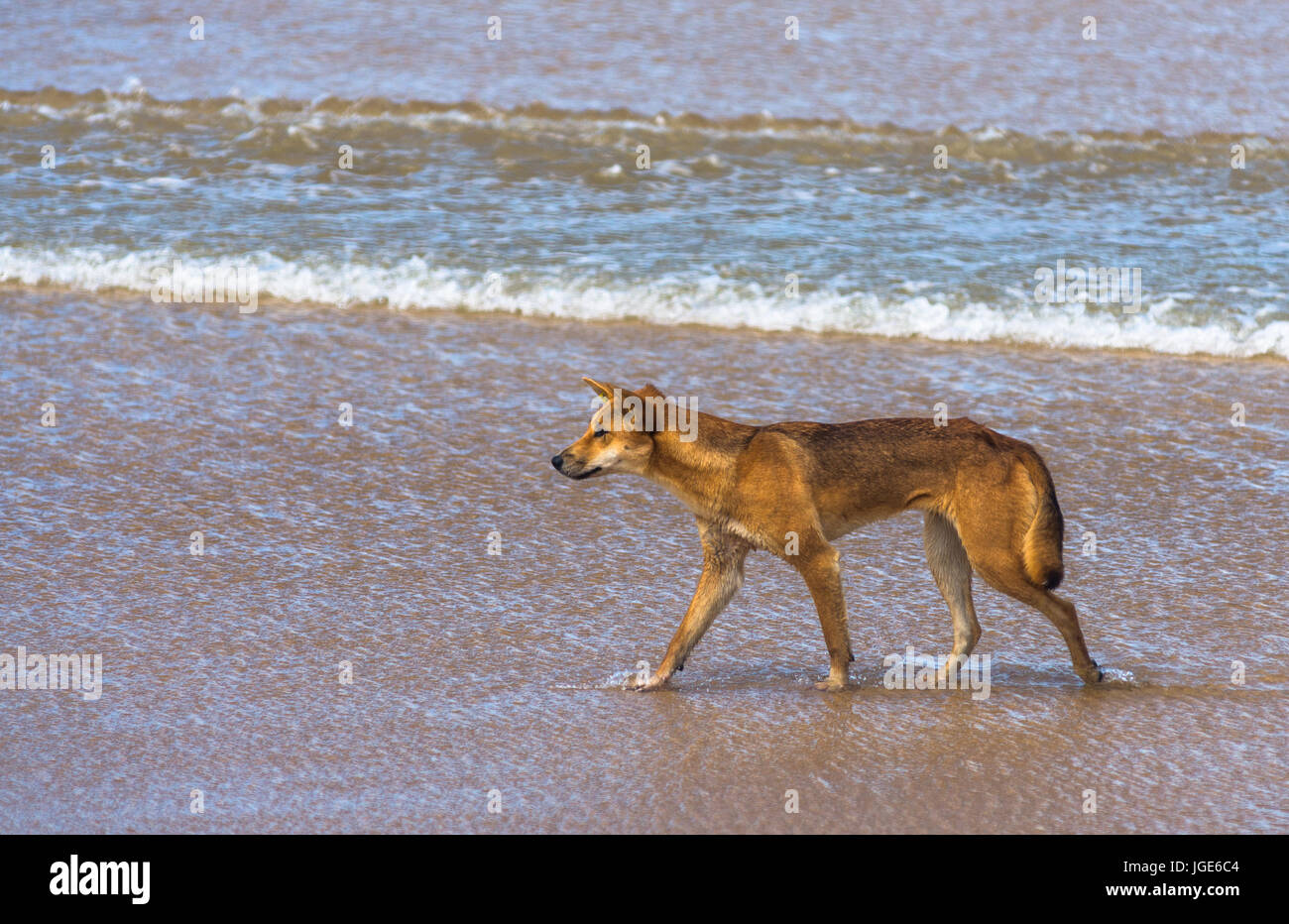 Dingo on 77 mile beach, Fraser Island, Queensland, Australia Stock Photo