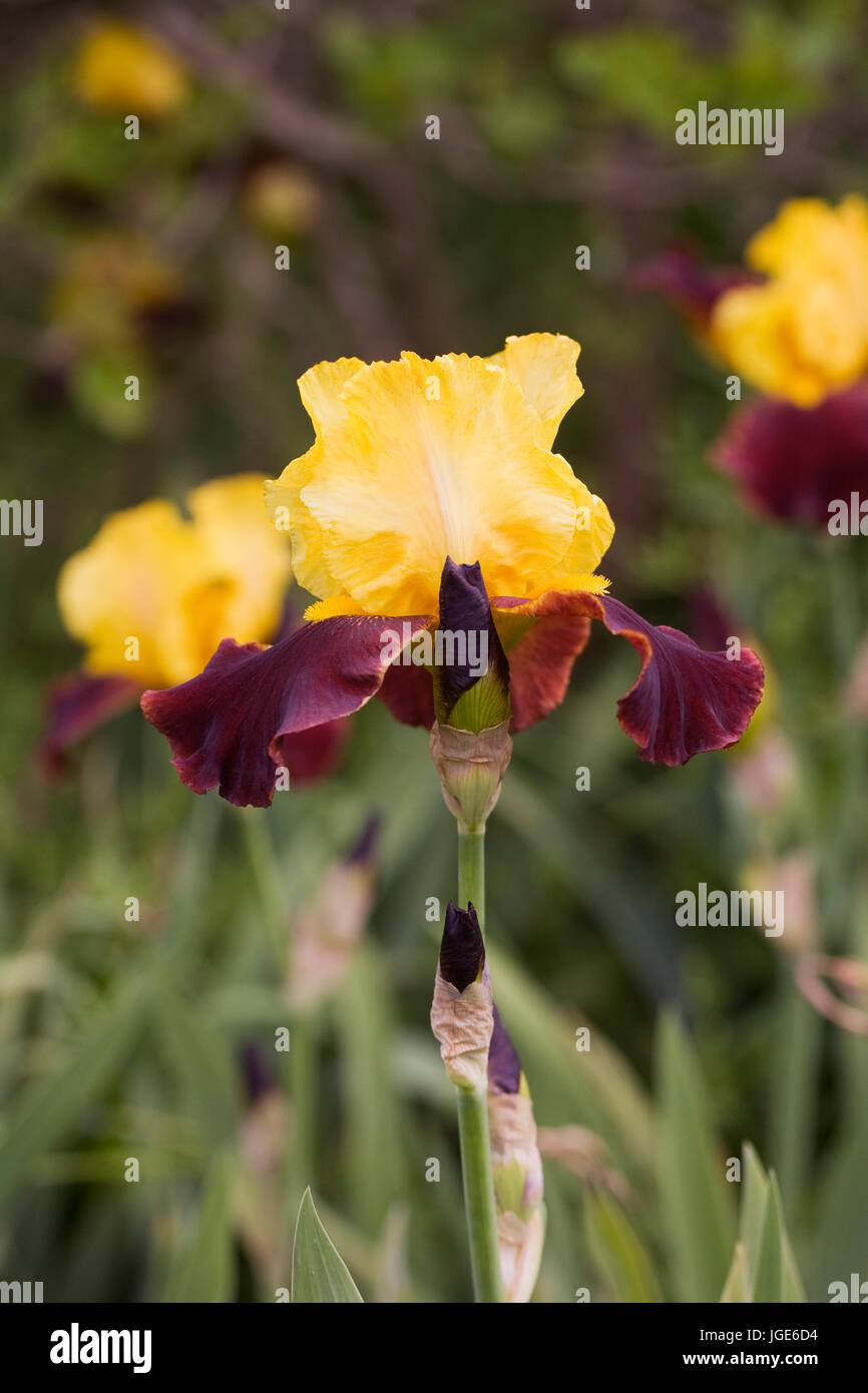 Iris 'Andalou' flower. Stock Photo
