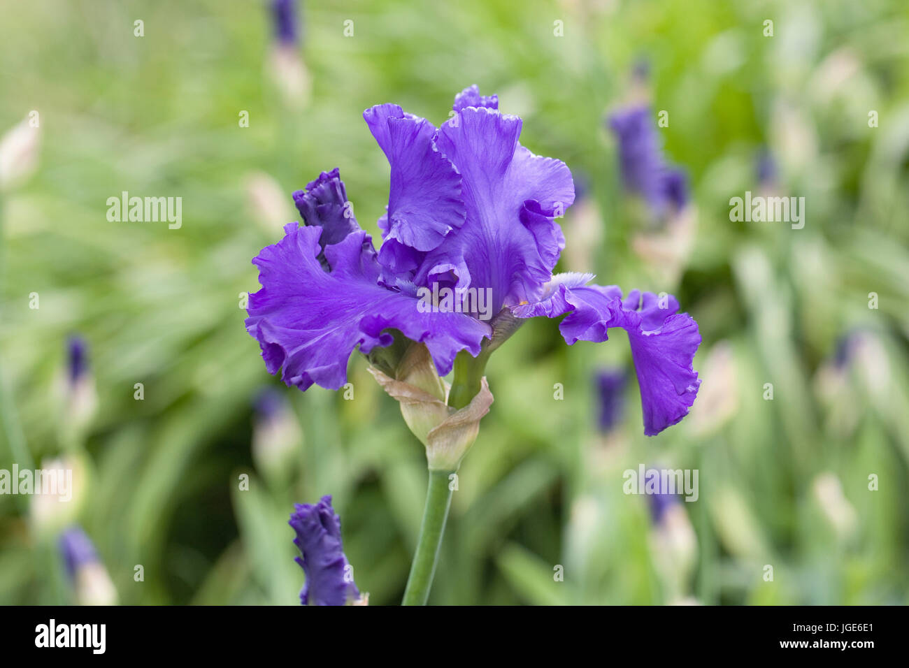 Iris 'Blenheim Royal' flower. Stock Photo