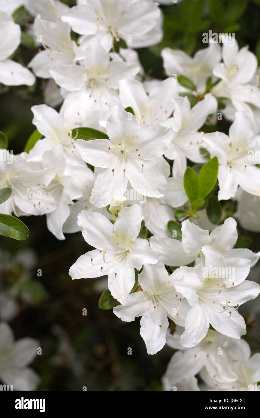Rhododendron 'White Lady' flowers in Spring. Stock Photo