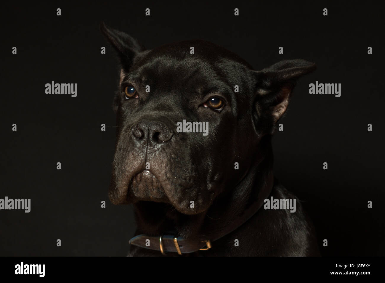 Puppy age 3 months of Cane Corso of black color, on a black background Stock Photo