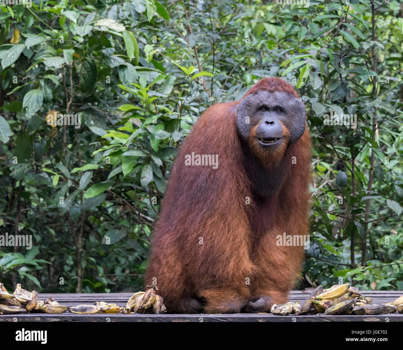 Flanged orangutan with a nice smile sitting for his portrait, Tanjung Puting National Park, Kalimantan, Indonesia Stock Photo