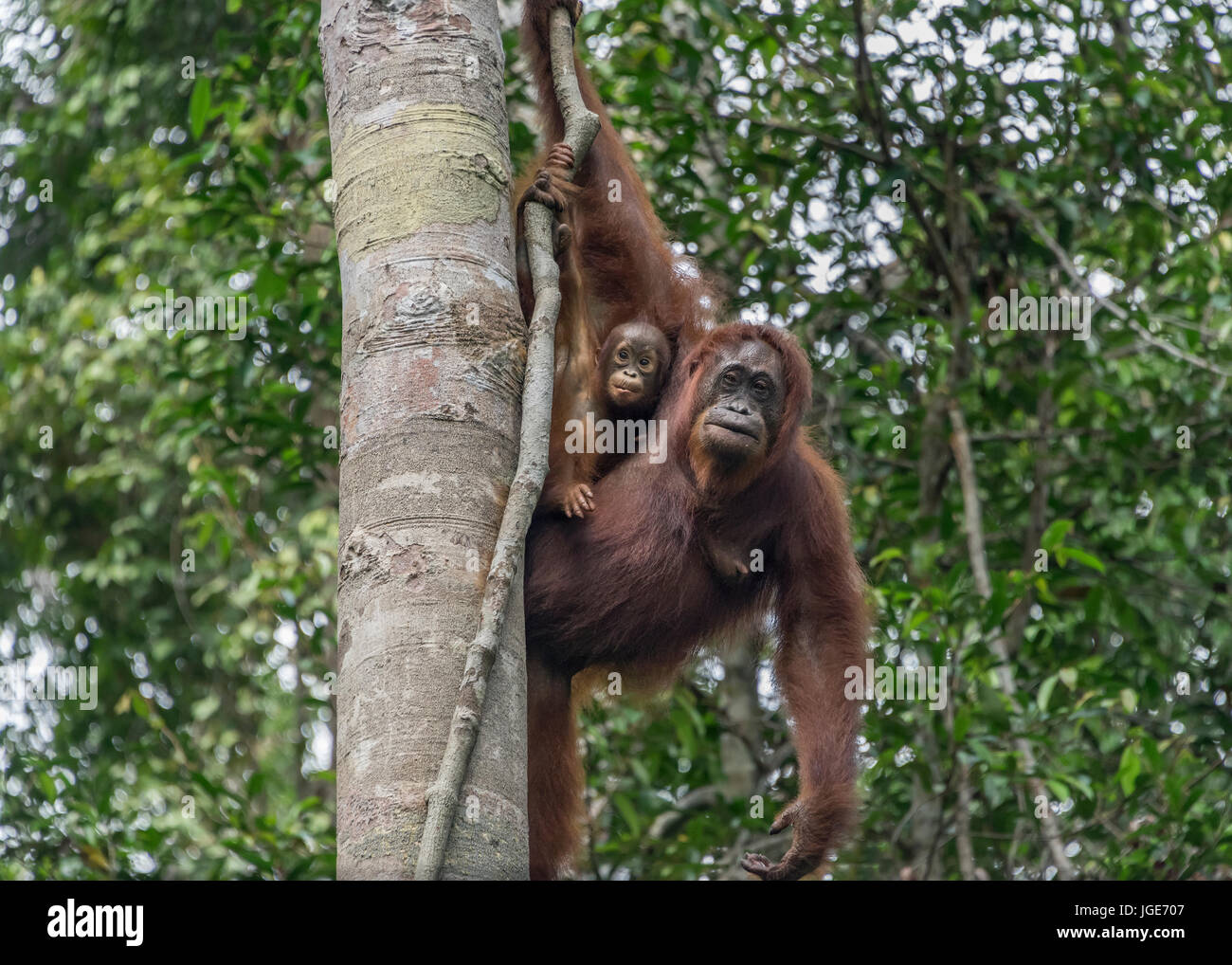 Mother orangutan and look-alike baby high in a tree, Tanjung Puting National Park, Kalimantan, Indonesia Stock Photo