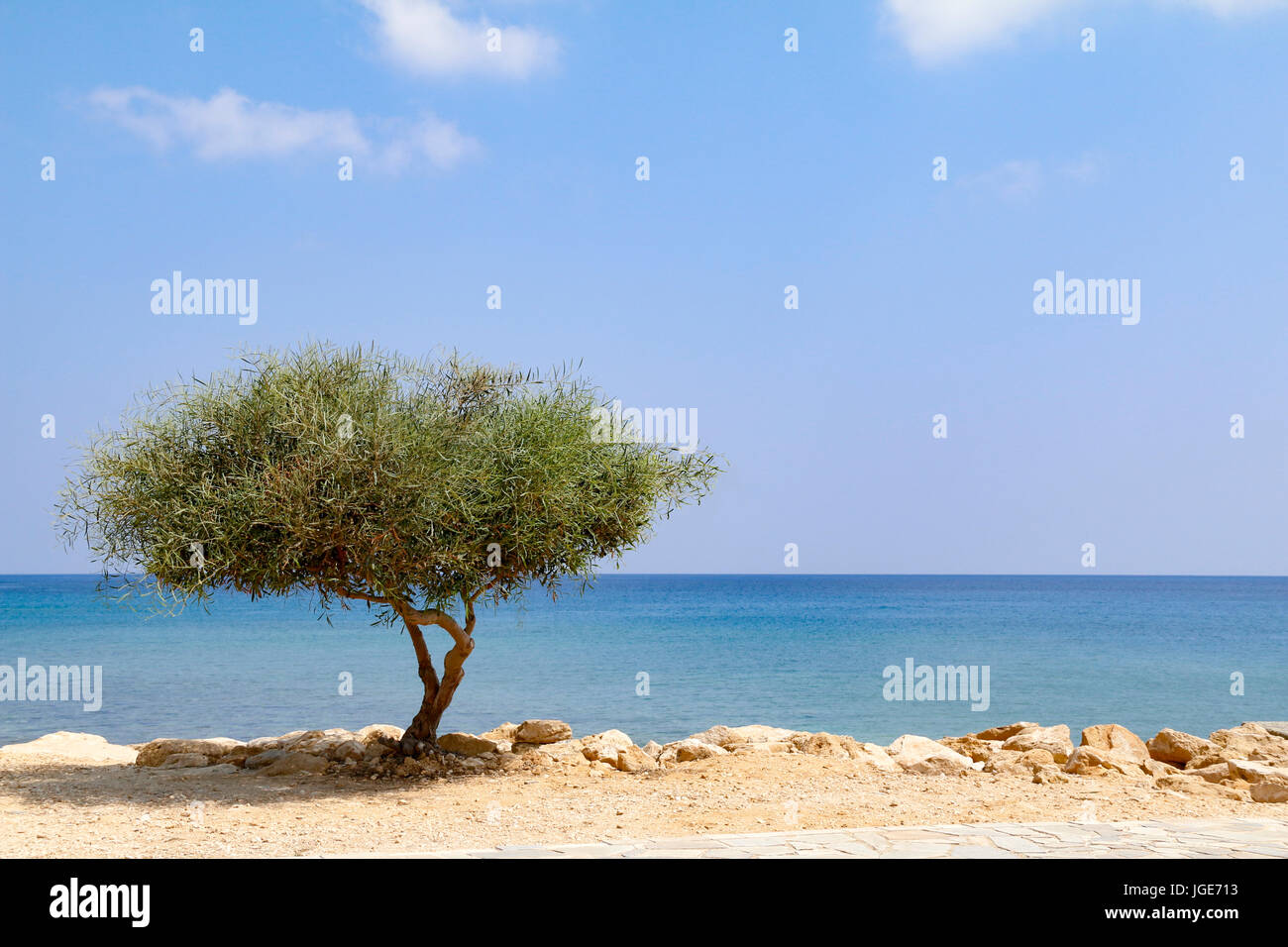 Lone tree beside sea on sunny day with blue sky and white clouds Stock Photo