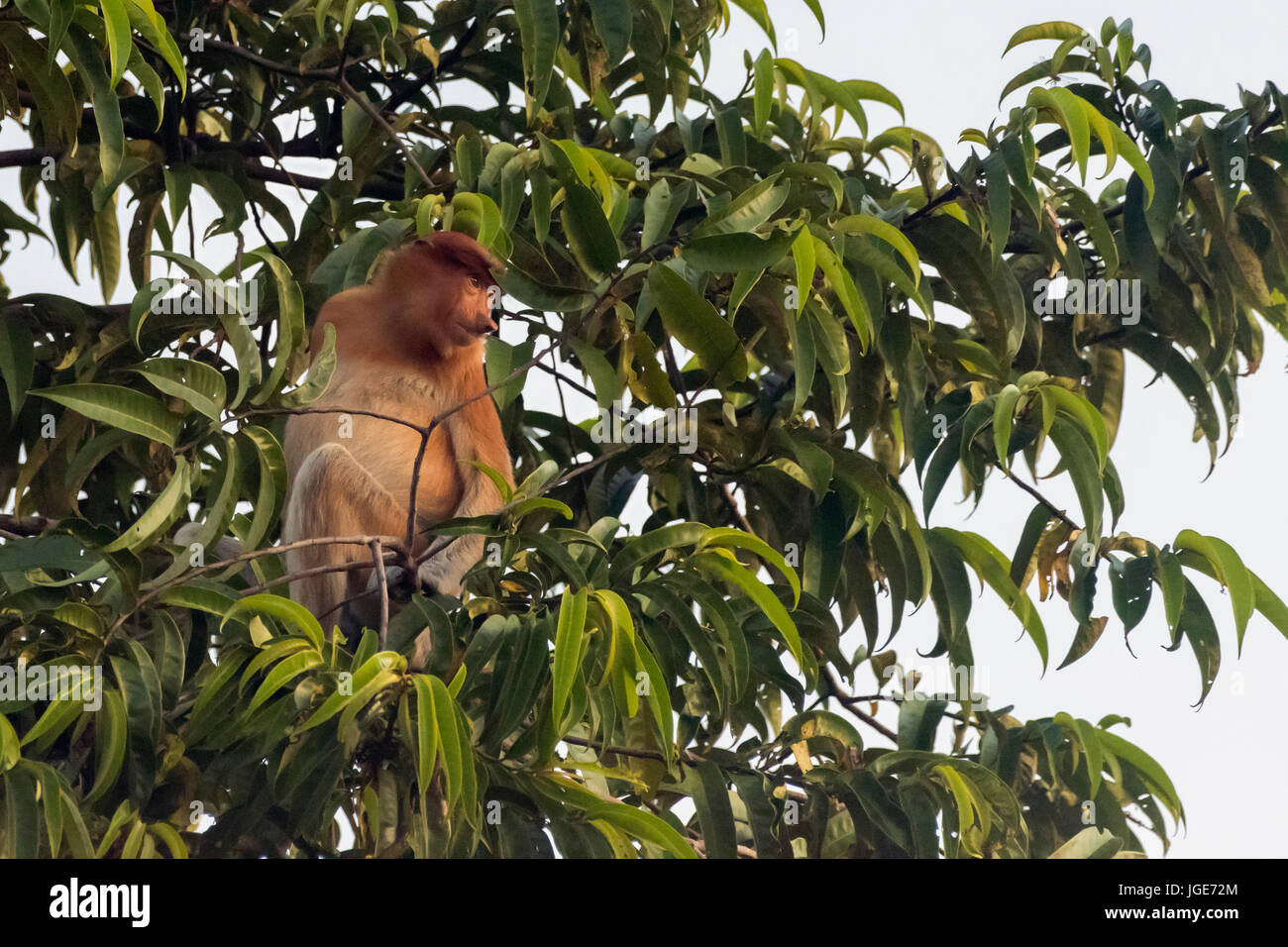 Female proboscis monkey in a tree top, Sekonyer River, Tanjung Puting National Park, Indonesia Stock Photo