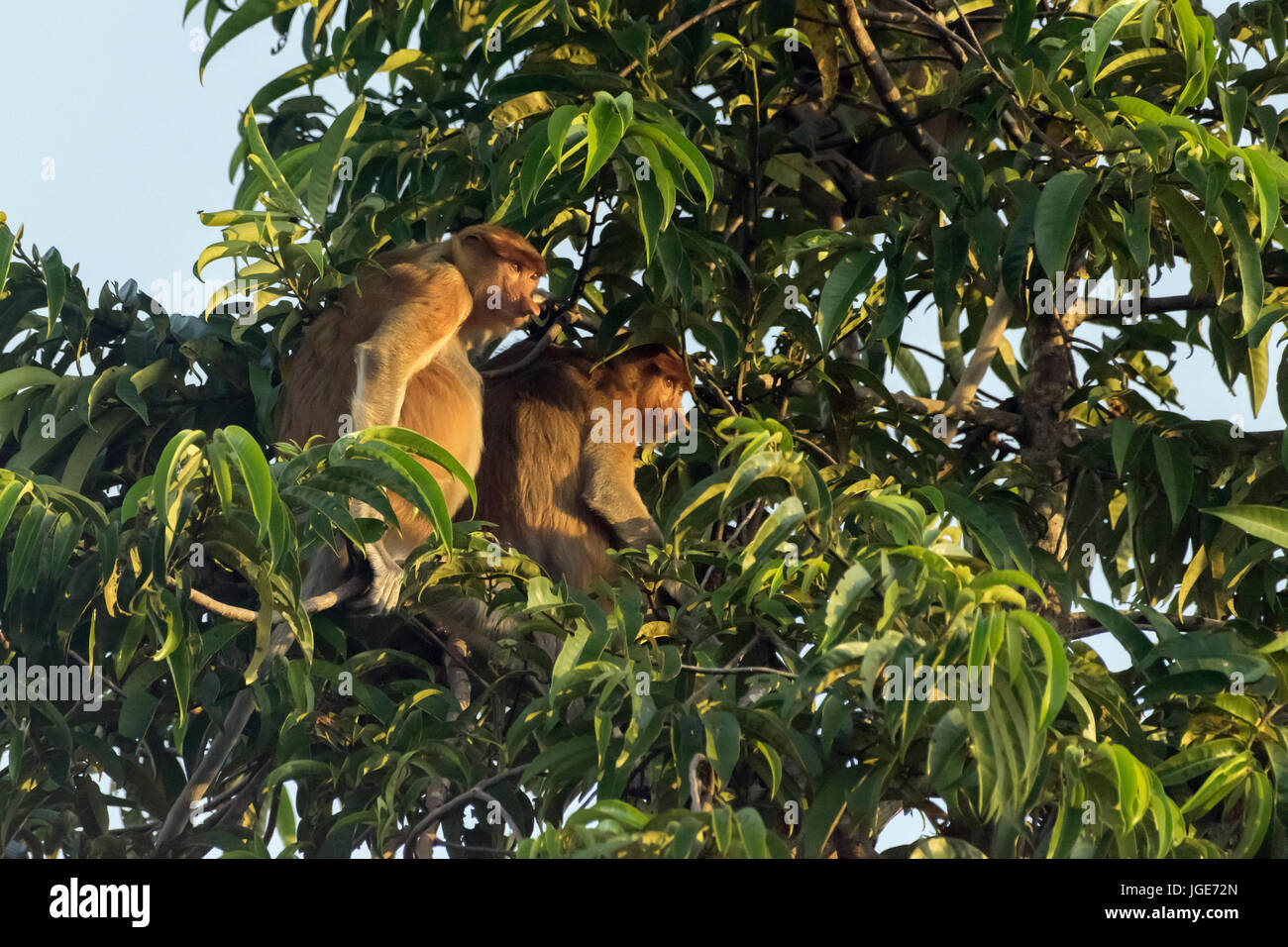 Female proboscis monkeys in tree top, Sekonyer River, Tanjung Puting National Park, Indonesia Stock Photo