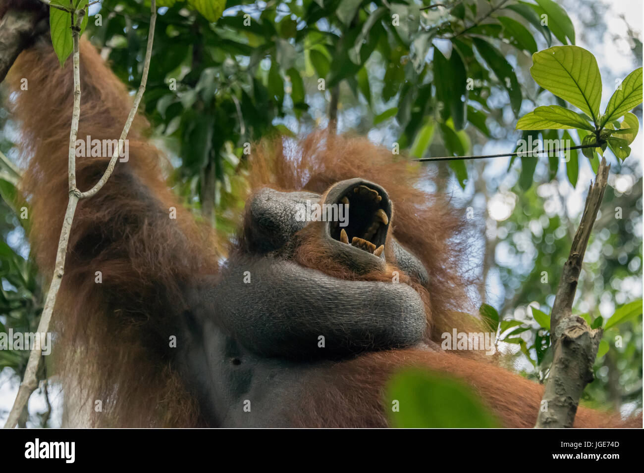 Dominant male orangutan vocalizing, Tanjung Puting National Park, Kalimantan, Indonesia Stock Photo