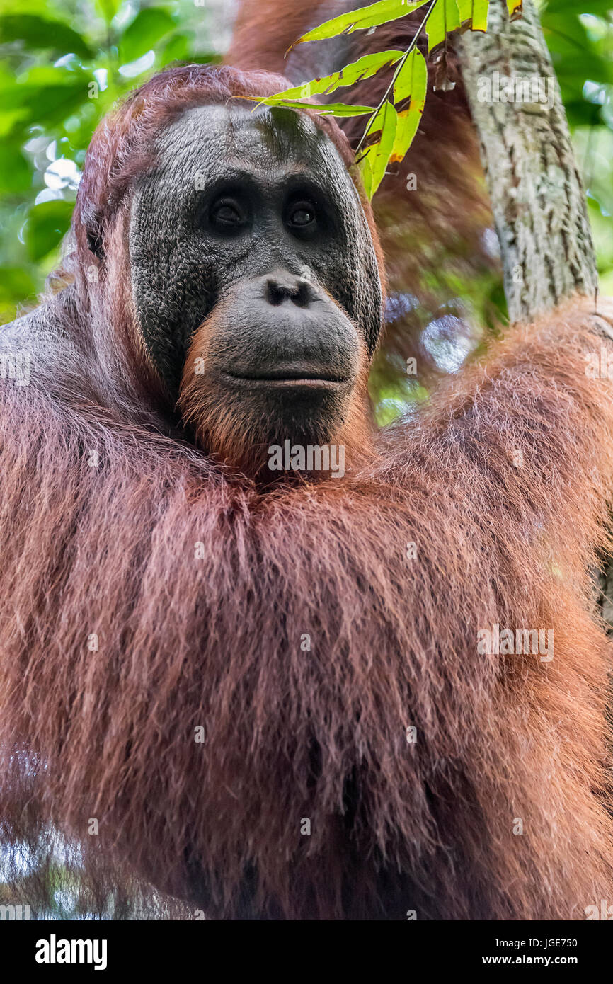 Close-up of a wild orangutan in the forest along the Sekonyer River, Tanjung Puting NP, Kalimantan, Borneo Stock Photo