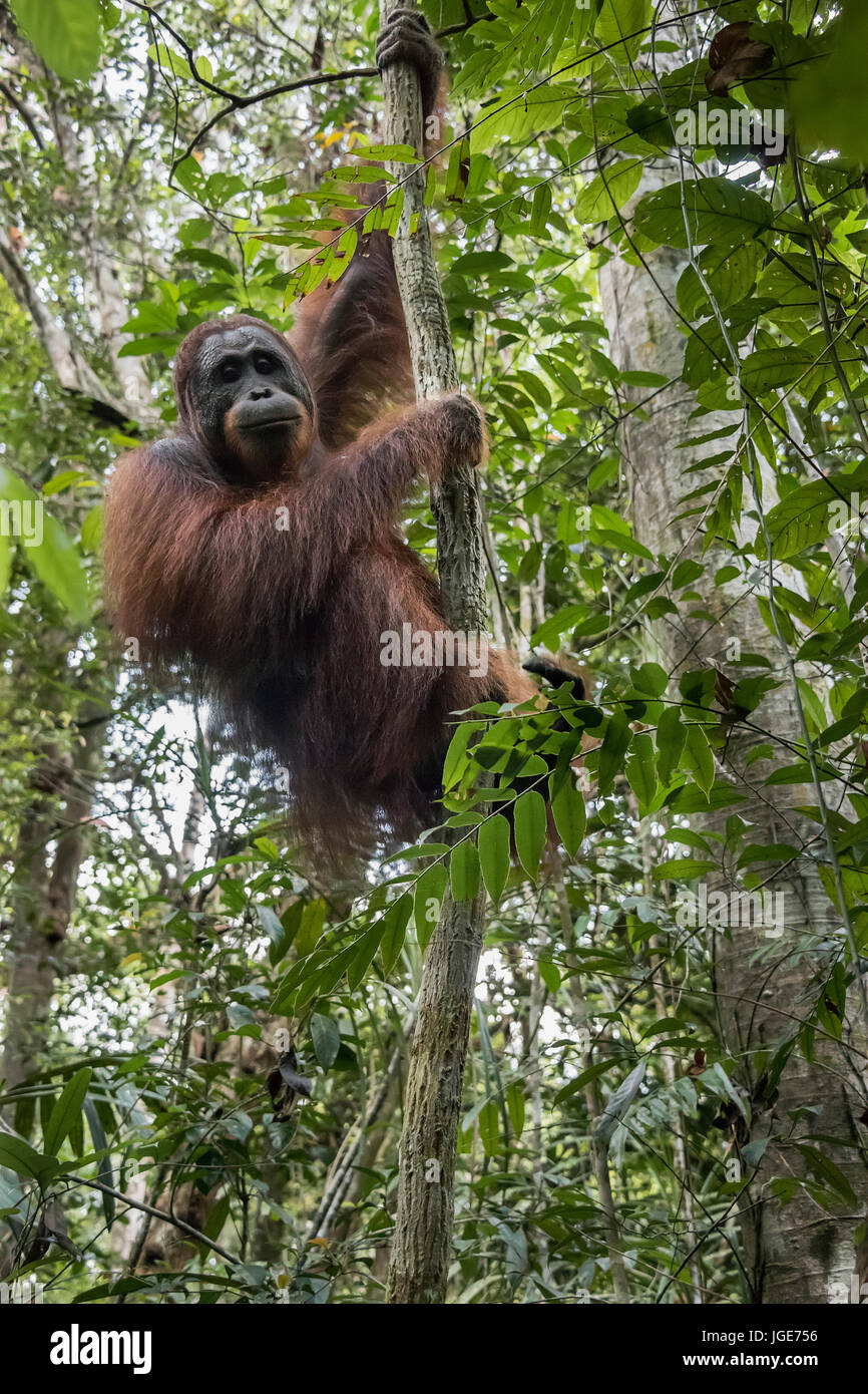 Wild orangutan in the  tropical heath and peat swamp forest along the Sekonyer River, Tanjung Puting NP, Kalimantan Province, Borneo Island Stock Photo