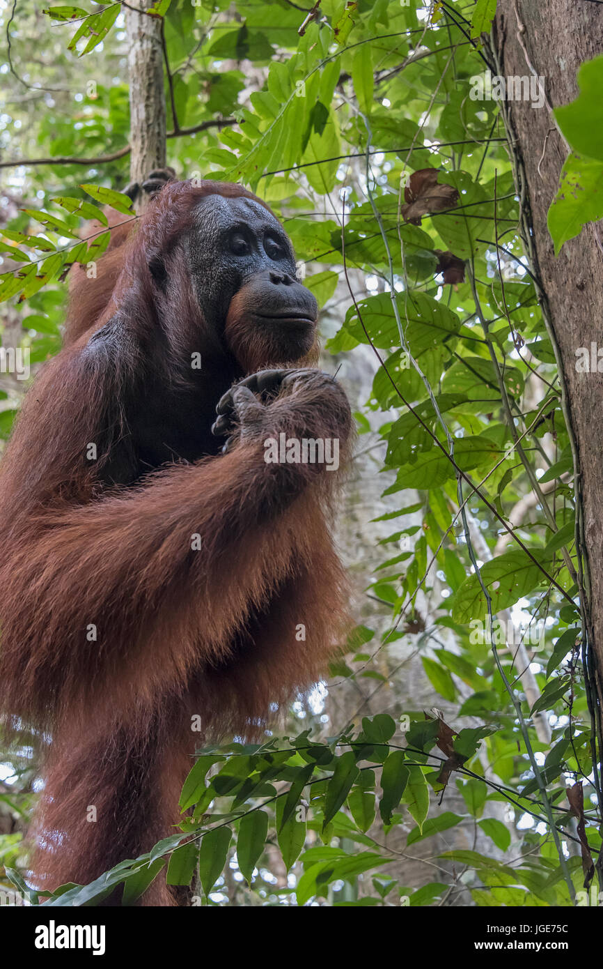 Wild orangutan in the forest along the Sekonyer River, Tanjung Puting National Park, Kalimantan Province, Borneo Island Stock Photo