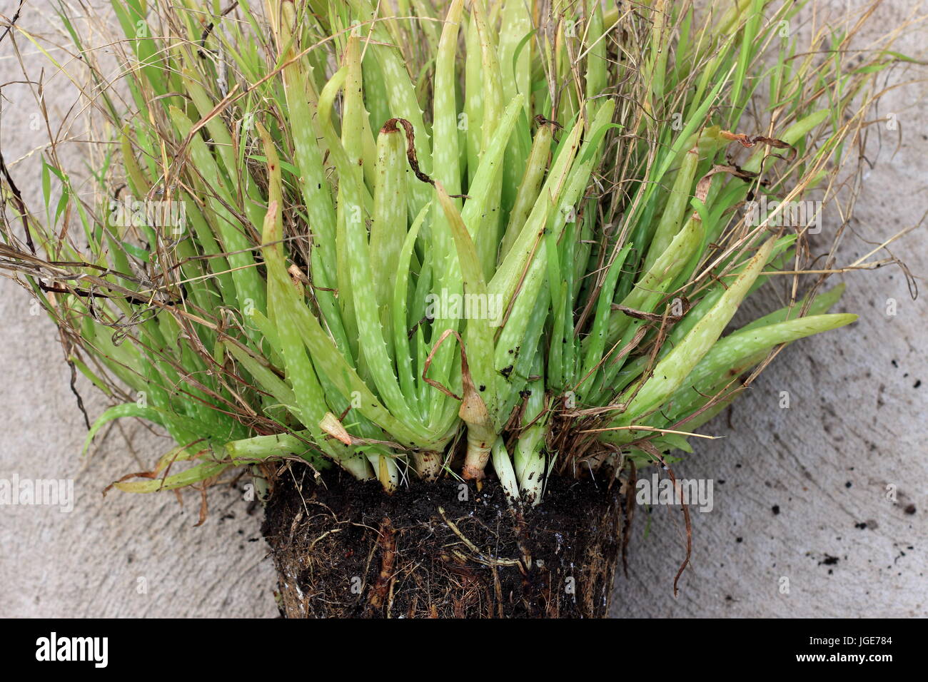 Root bound Aloe Vera ready to be separated and re potted Stock Photo