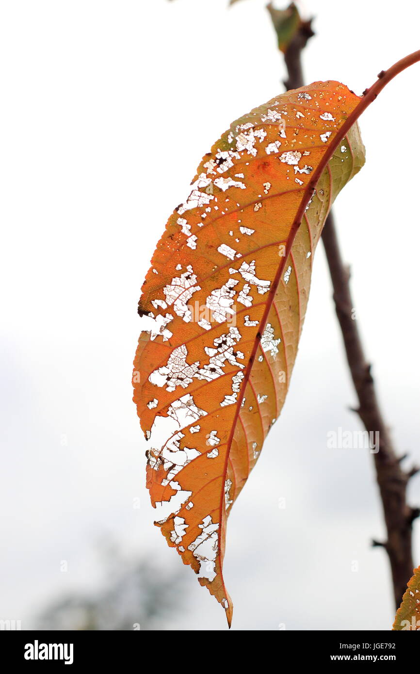 Damaged cherry leaves in autumn Stock Photo