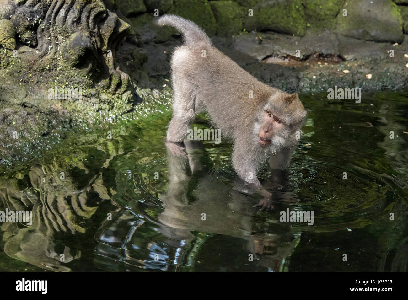 Crab-eating macaque foraging in a pond, Monkey Forest, Ubud, Bali Stock Photo