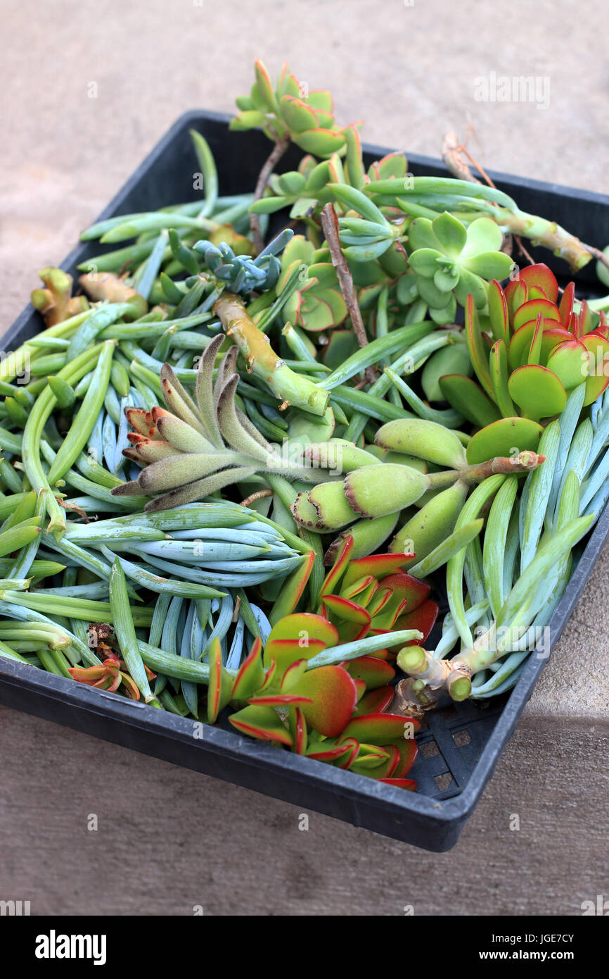 Mixed varieties of succulent cuttings have just been cut for propagation Stock Photo