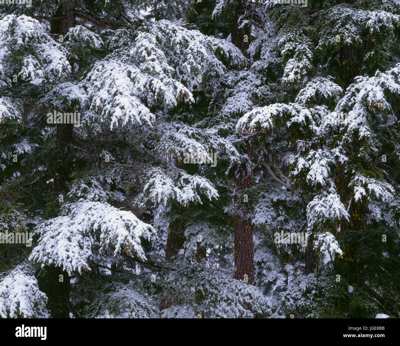 USA, Oregon, Crater Lake National Park, Winter snow clings to mountain hemlock trees. Stock Photo