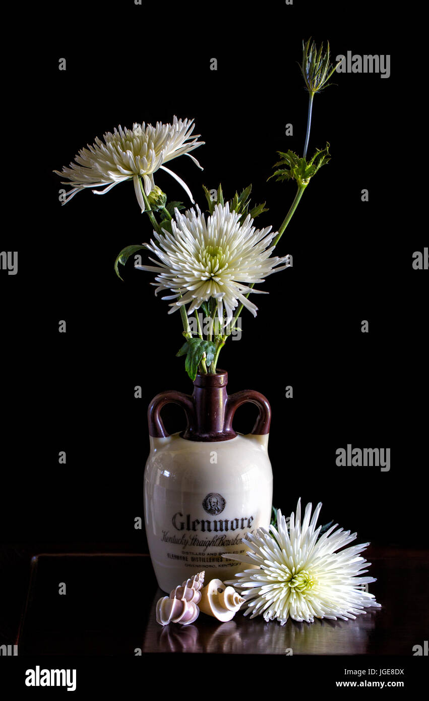 White Mums are displayed in an old Glendale Bourbon Whiskey Bottle with a dark background and Thatcheria and Wentletrap shells in a floral still life Stock Photo