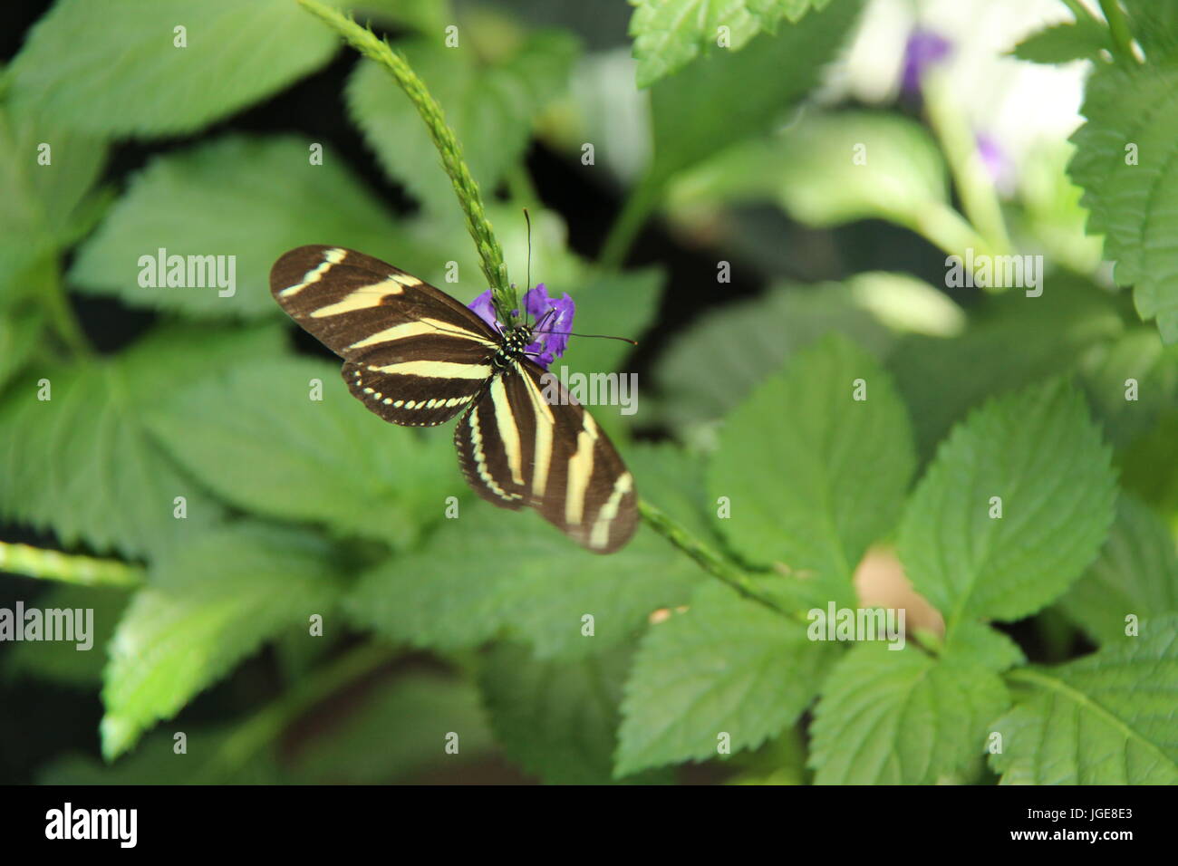 Butterfly on green leaf Stock Photo