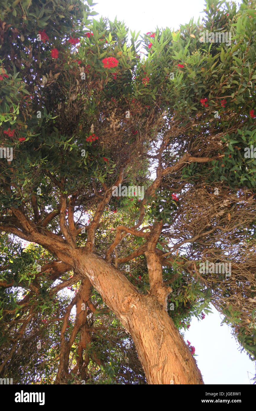 Large looming tree with red flowers Stock Photo