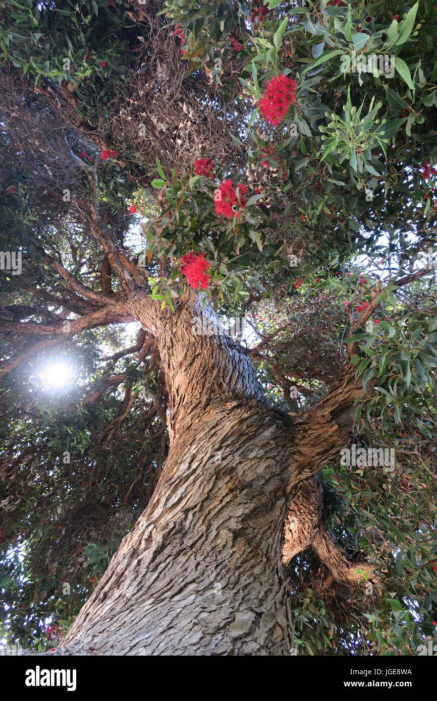 Large looming tree with red flowers Stock Photo