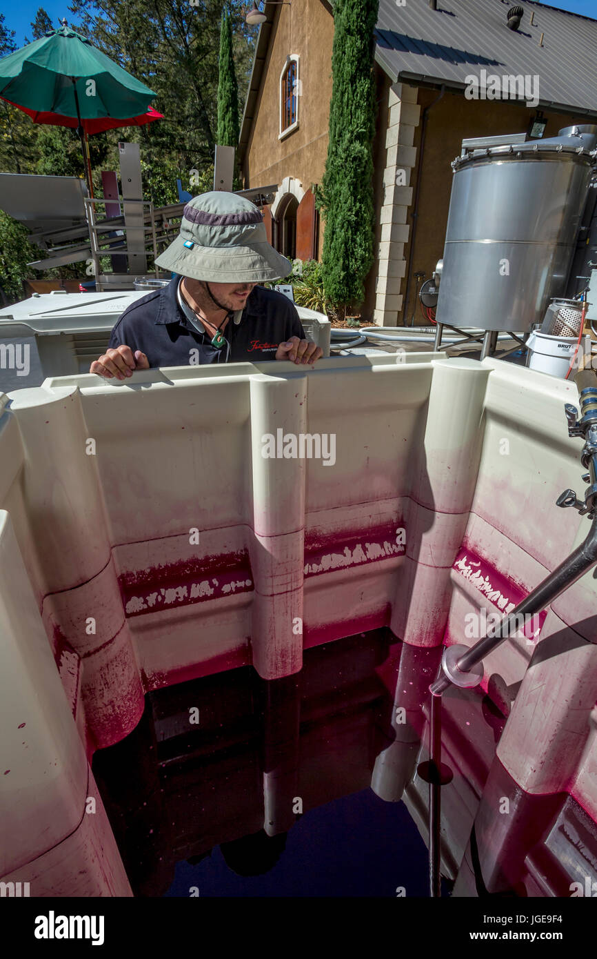winery worker, wine transfer vat, grape harvest, harvest, crushpad