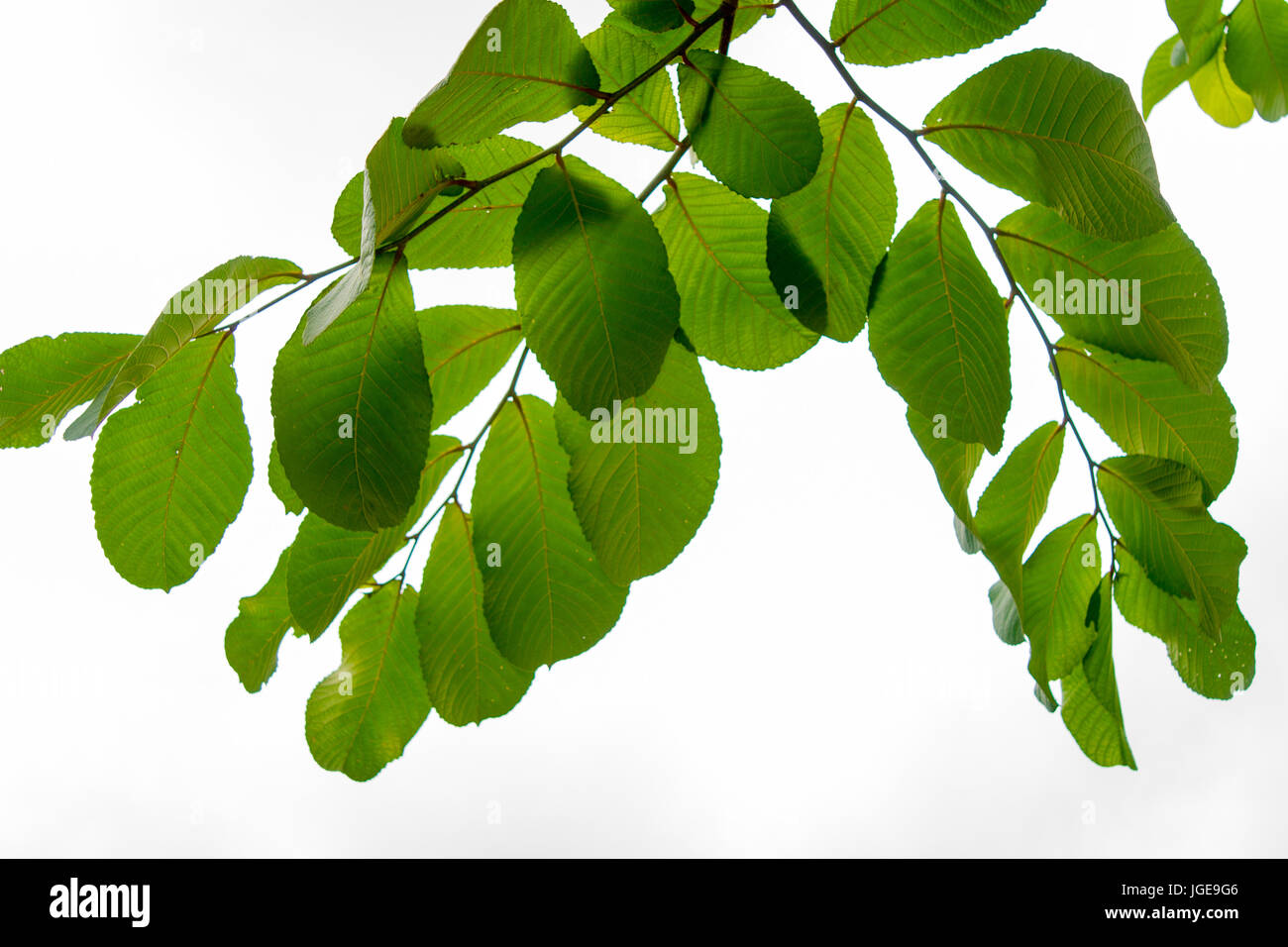 Branches and leaves on a white background. Stock Photo
