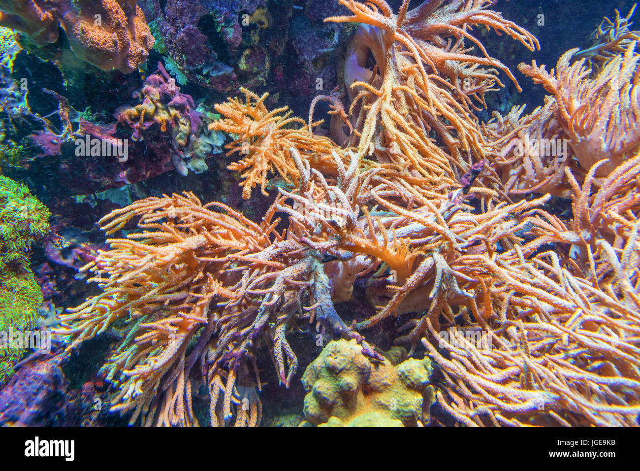 Underwater shot, fish in an aquarium with coral and sea anemone. Stock Photo