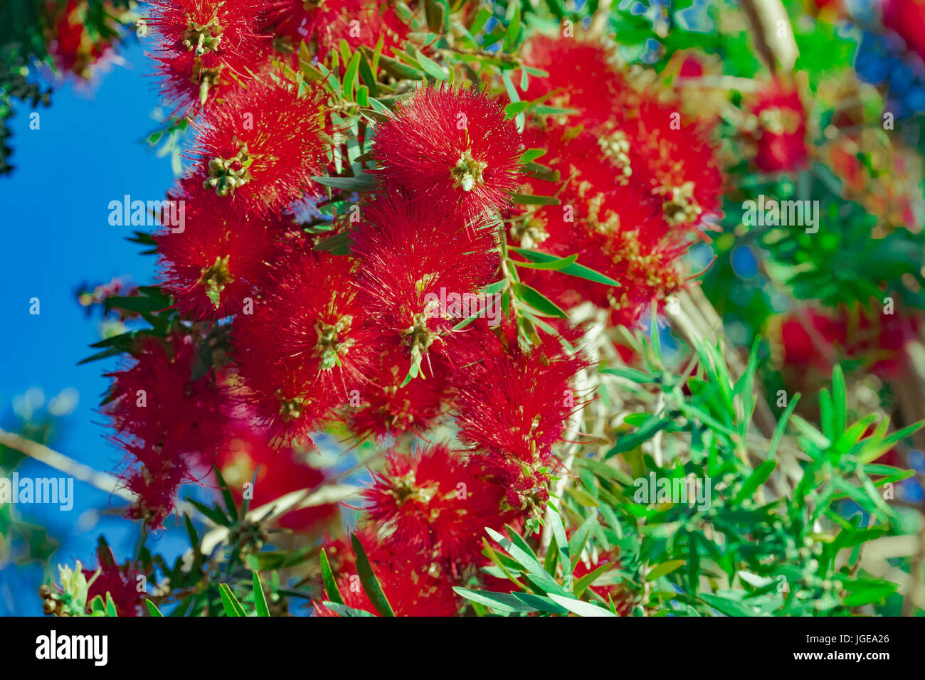 Bottle brush tree hi-res stock photography and images - Alamy