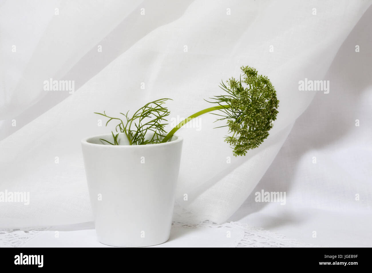 Minimal Still life - Dill flower in white pot.  Ammi majus in white pot on white fabric back ground. Stock Photo