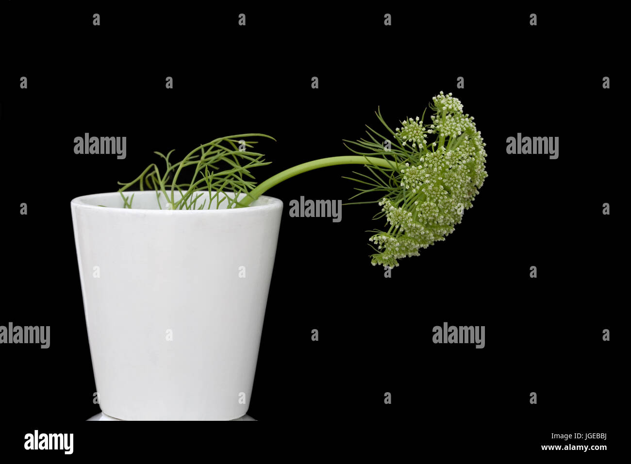 Minimal Still life - Dill flower in white pot. Ammi majus in white pot on black back ground. Stock Photo