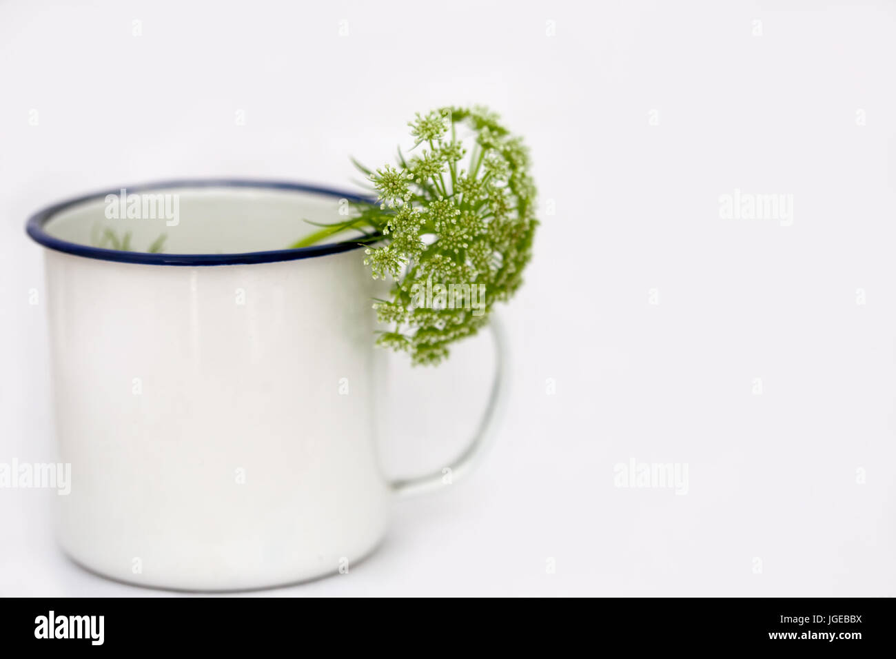 Minimal Still life - Dill flower in white pot.  Ammi majus in white pot on white back ground. Stock Photo