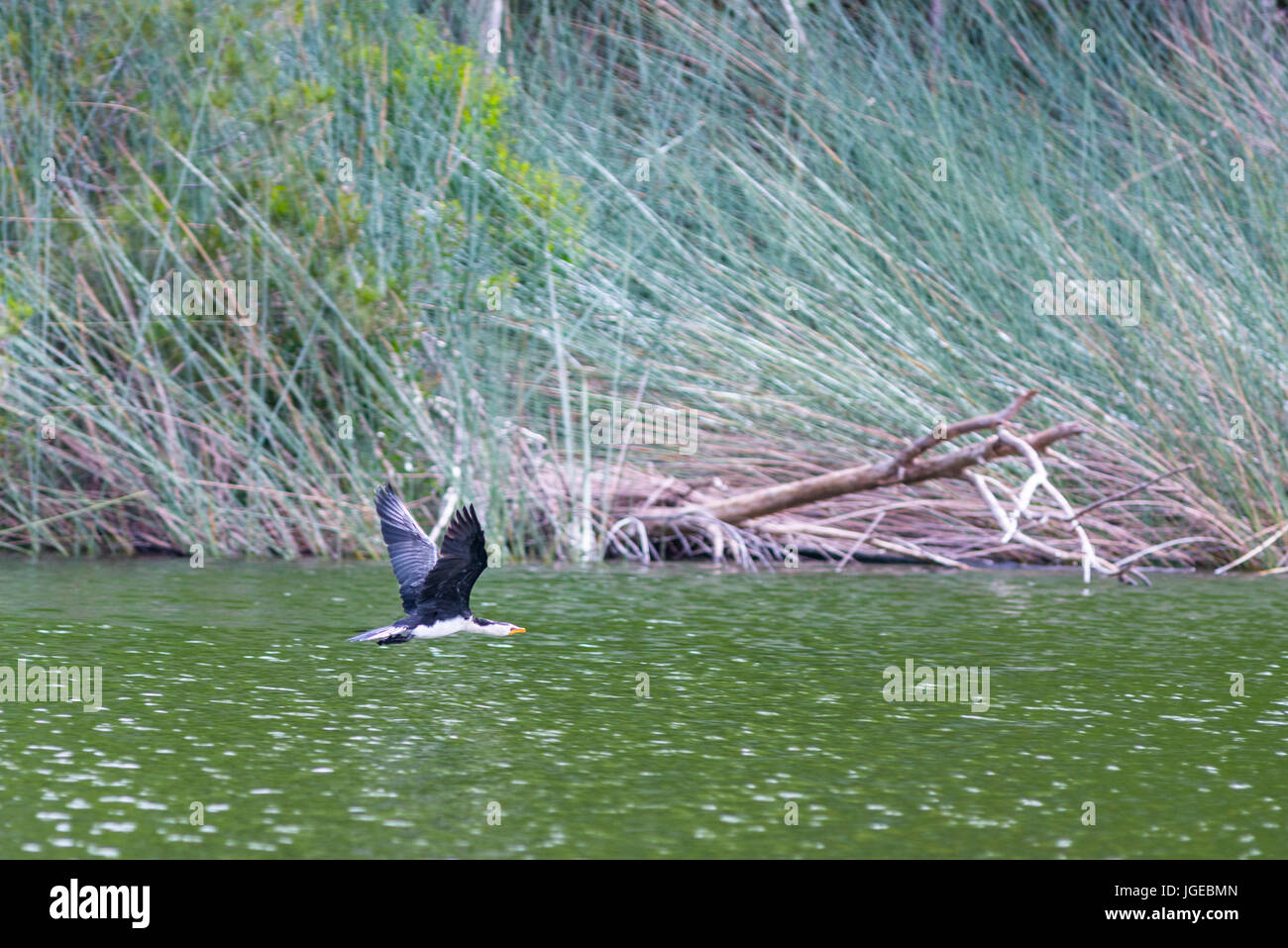 Pied cormorant flying over Lake Wabby, Fraser Island, Queensland