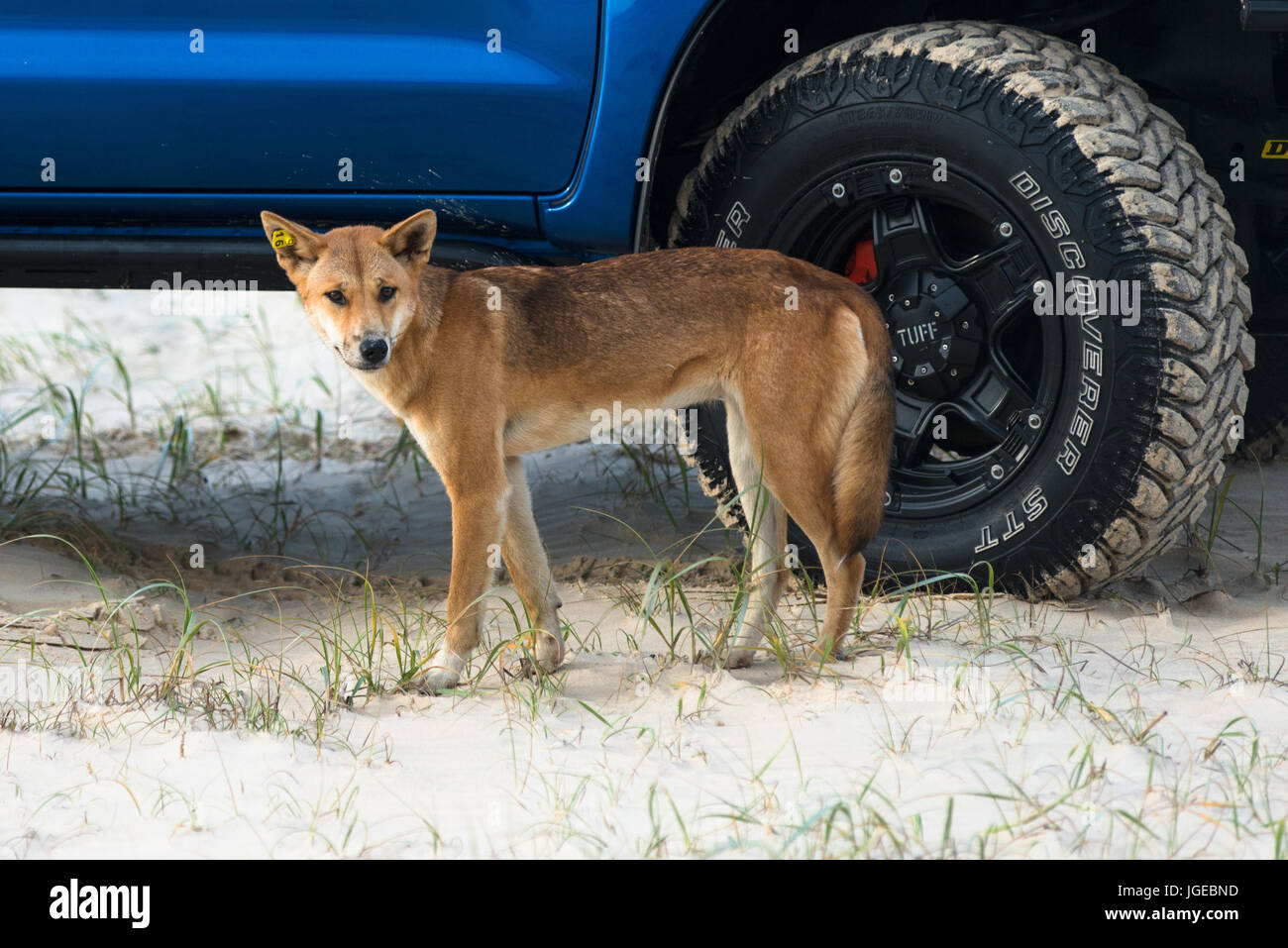 Dingo on 75 mile beach, Fraser Island, Queensland, Australia Stock