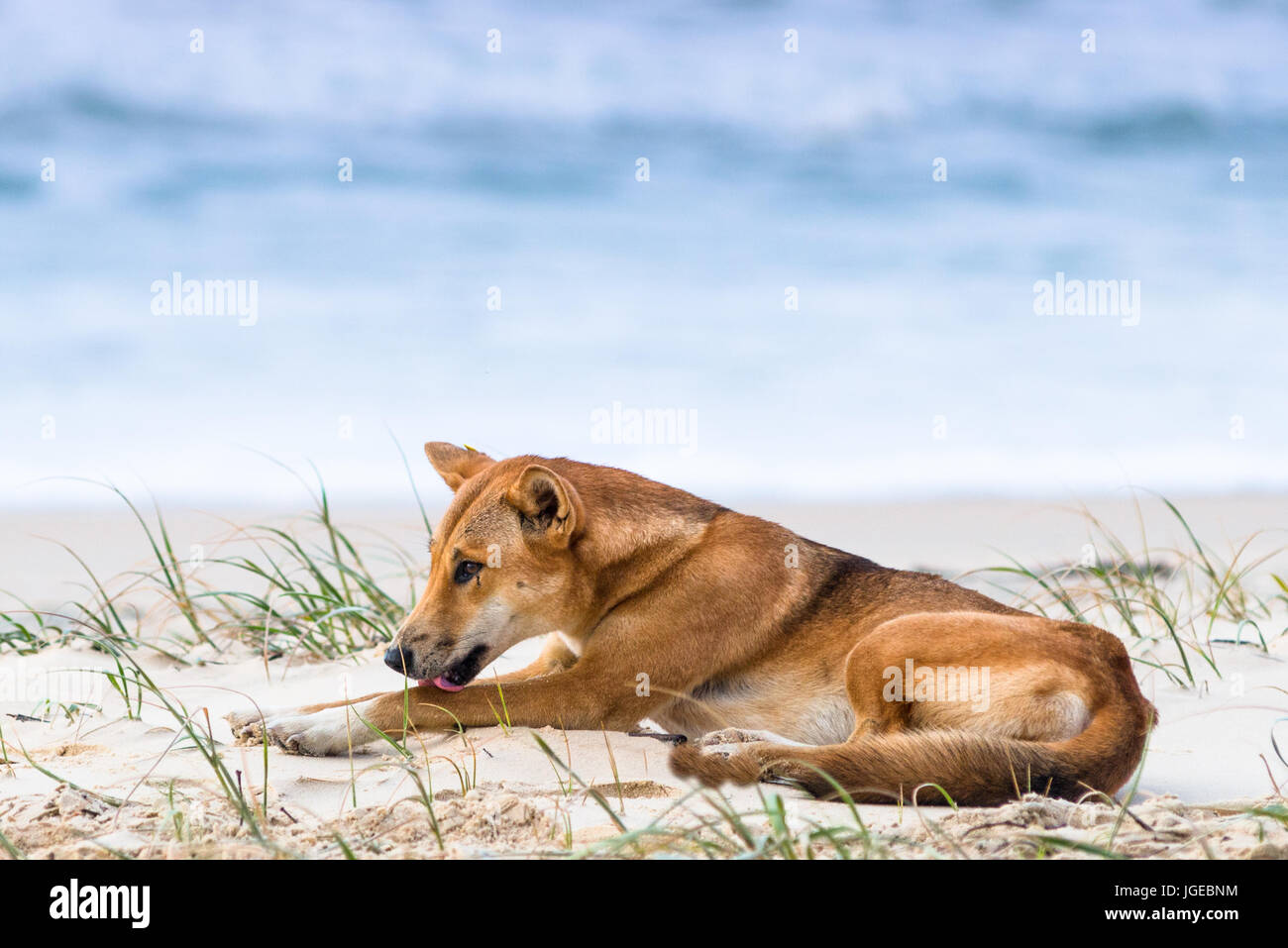 Dingo on one hundred mile beach, Fraser Island, Queensland, Australia Stock Photo