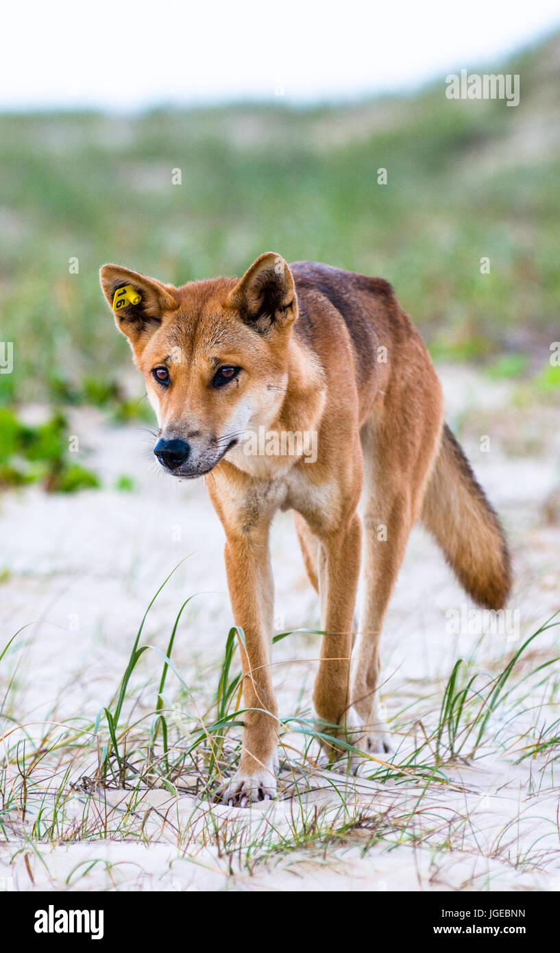 Dingo on one hundred mile beach, Fraser Island, Queensland, Australia Stock Photo
