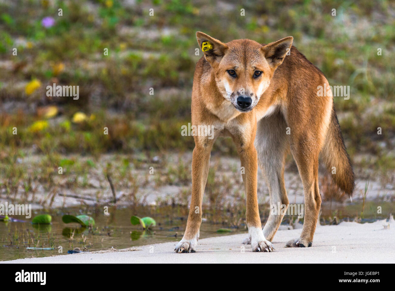 Dingo on 75 mile beach, Fraser Island, Queensland, Australia Stock