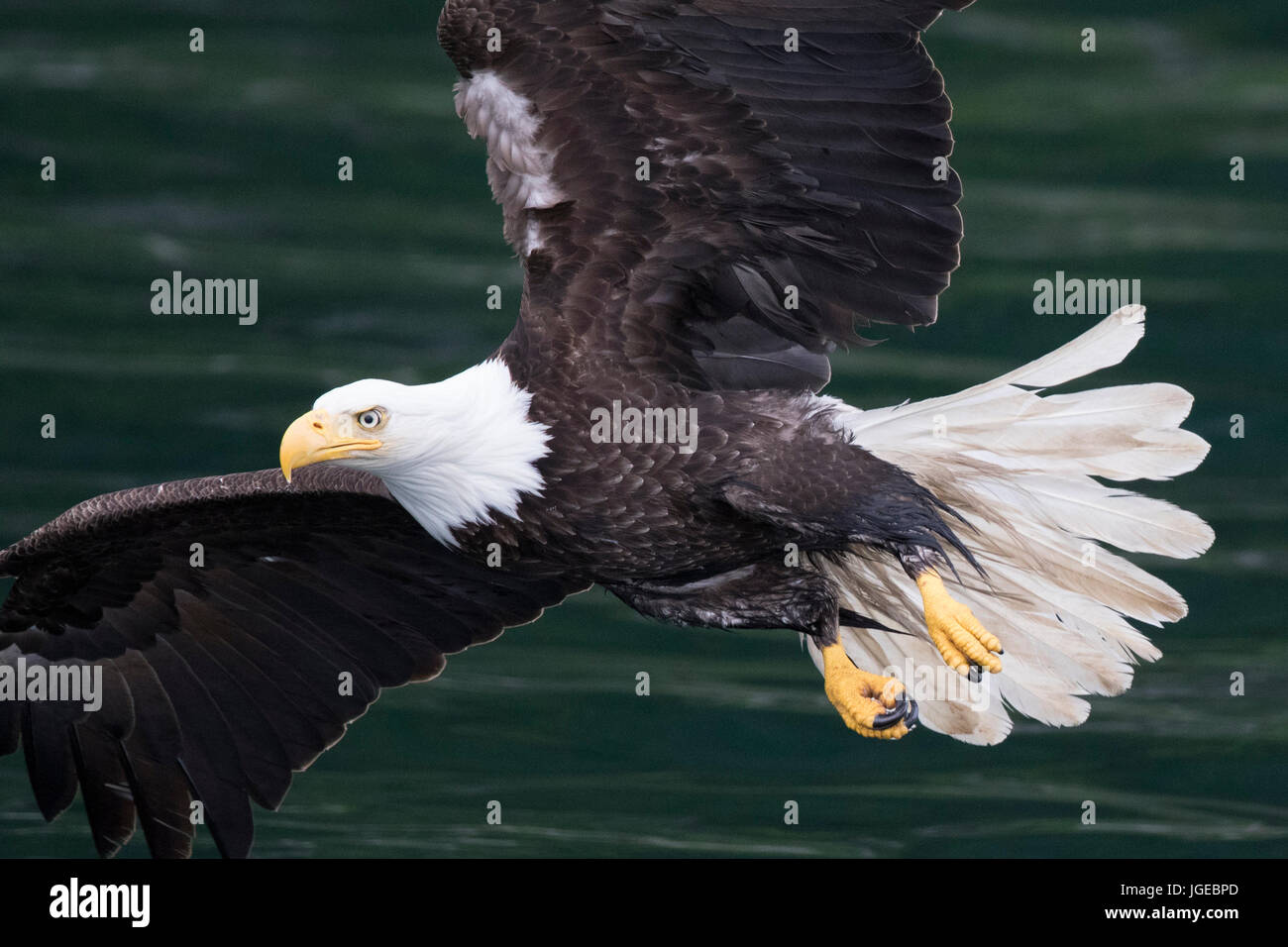 Bald Eagle in SE Alaska, Glaciar Bay area Stock Photo Alamy