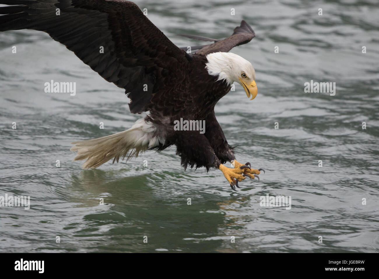 Bald Eagle in SE Alaska, Glaciar Bay area Stock Photo Alamy