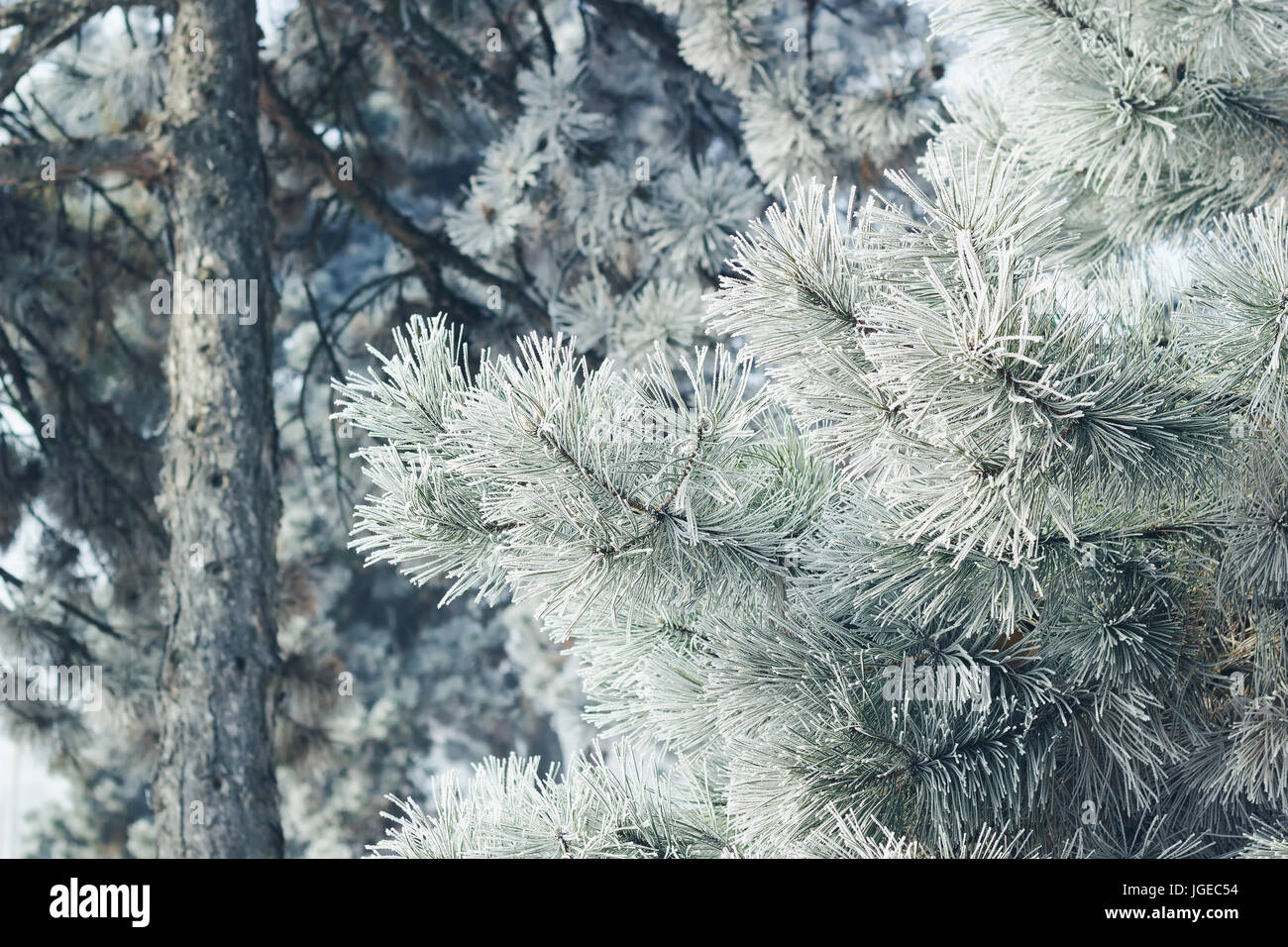 Pine tree branches covered in snow Stock Photo - Alamy