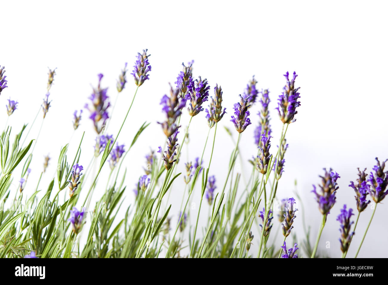 Fresh lavender flowers isolated on white background Stock Photo - Alamy