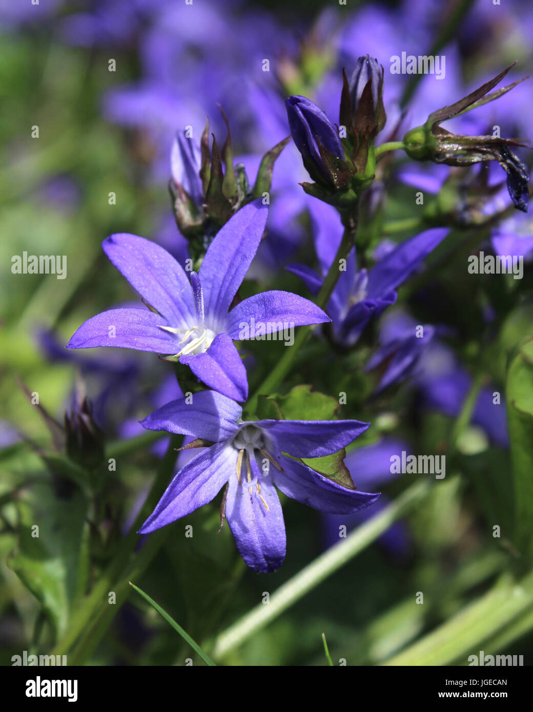 The bright purple star shaped flowers of the low growing plant Campanula poscharskyana. Stock Photo