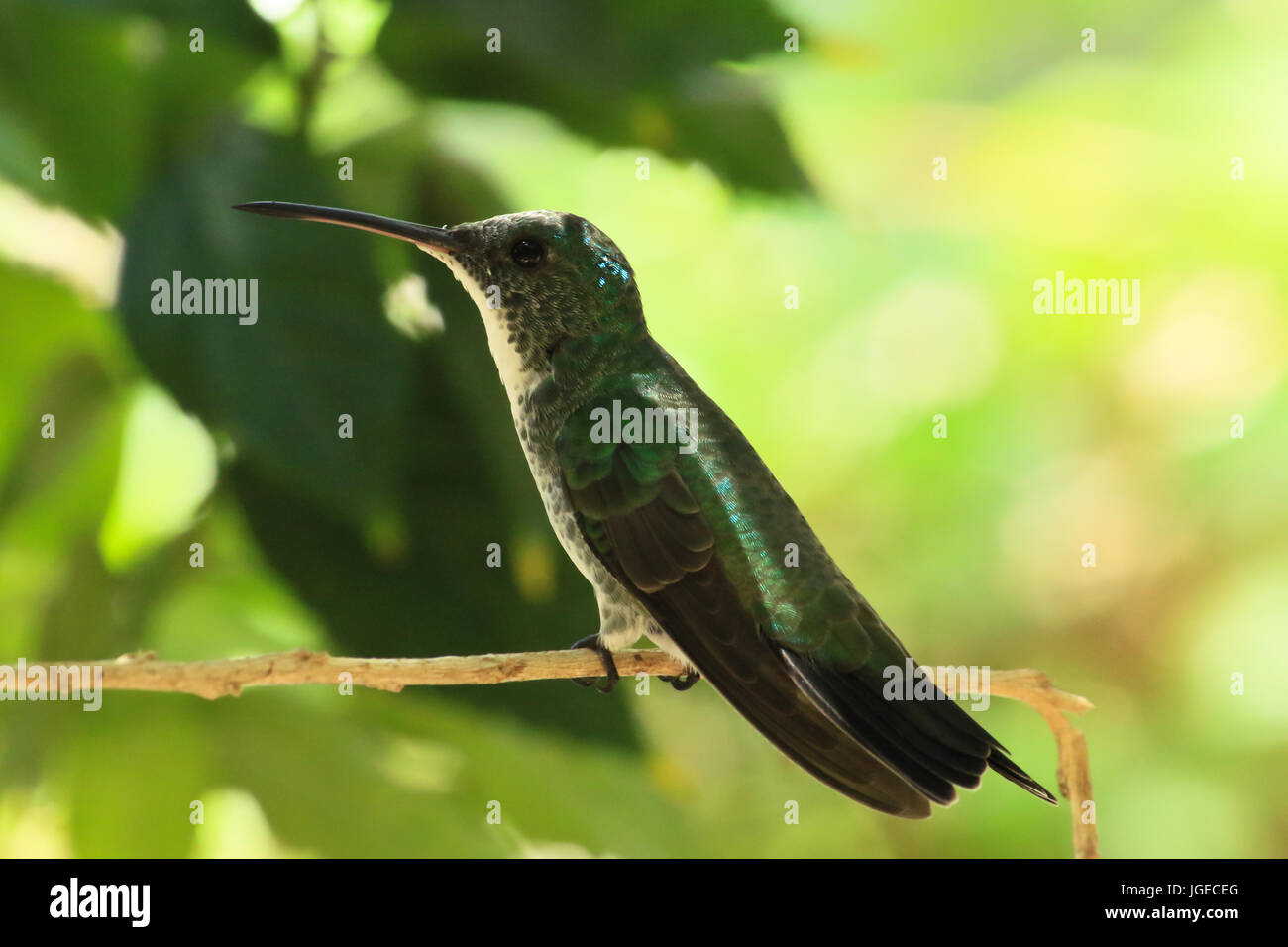 hummingbird Green sitting on the tree Stock Photo