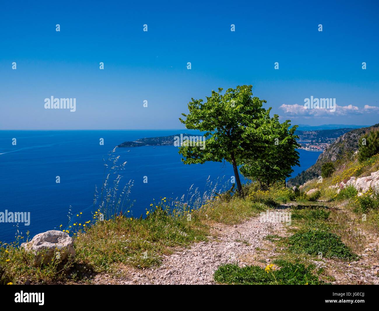 Tree on french riviera Stock Photo