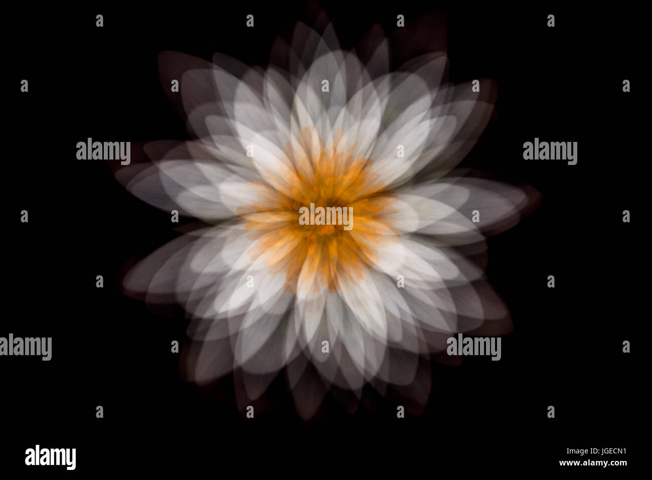 Bloodroot abstract using multiple exposures to create an artistic floral portrait Stock Photo
